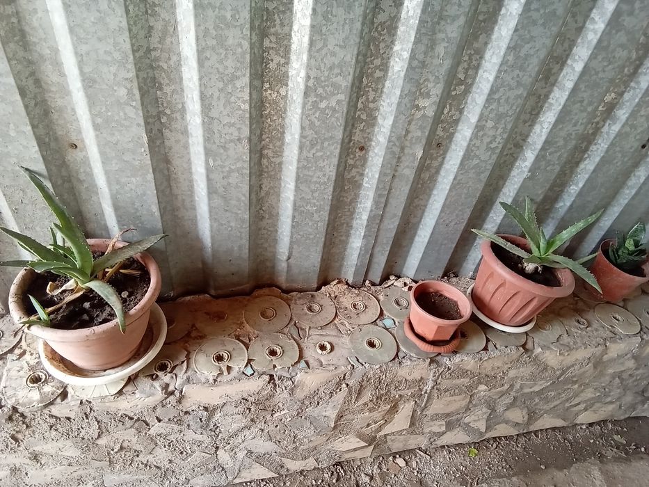 Комнатные цветы а горшках