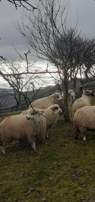 Vând 7 oi țurcane