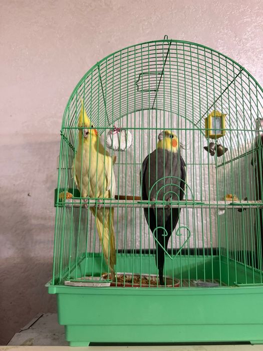 Попугай корелла продам