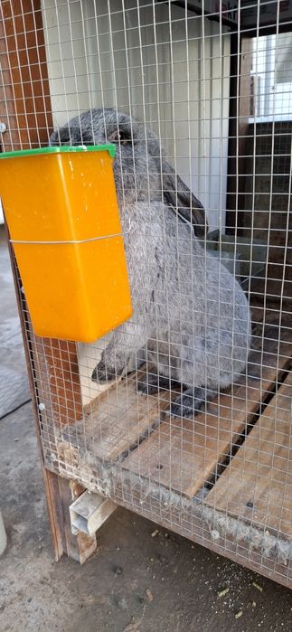 Paltava quyon sotiladi erkagi (sames)