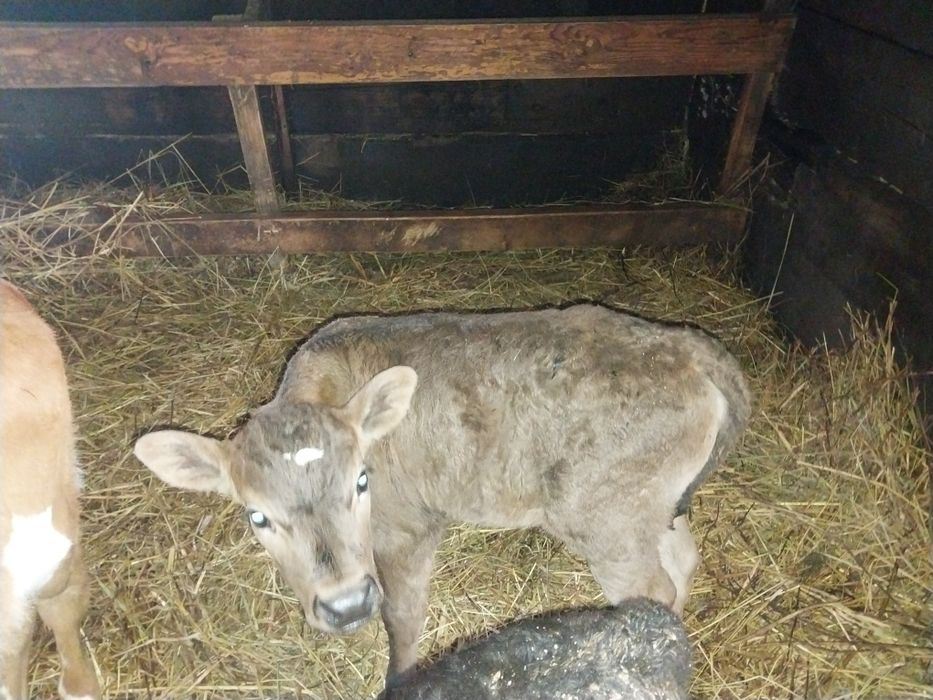 Продам телят тёлочки!