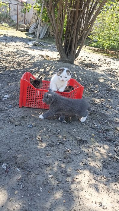 Продаются породистые котята