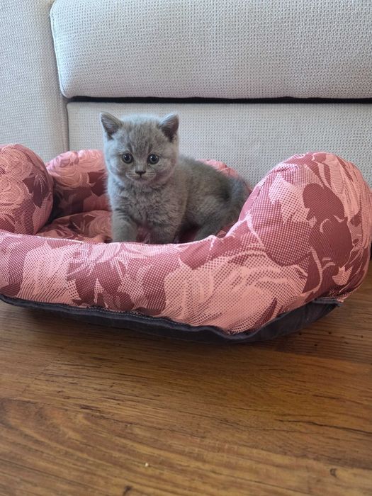 Продавам британски котета