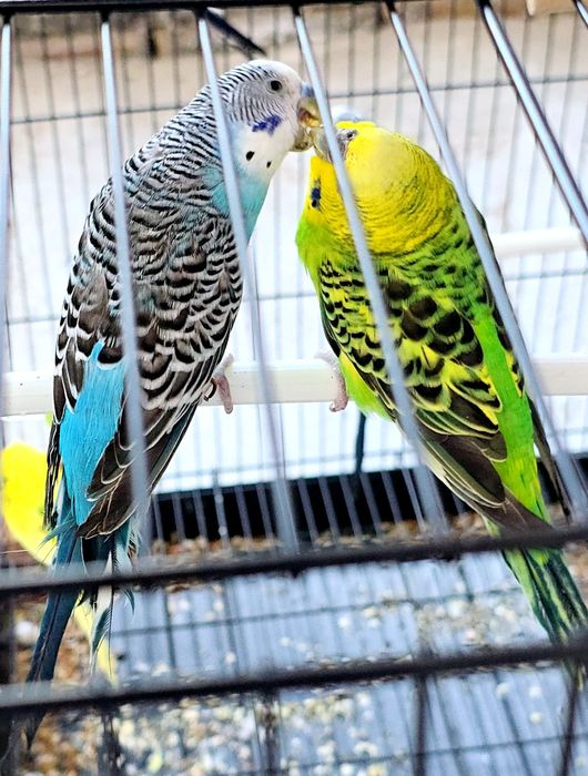 Волнистый попугай Valnisti para