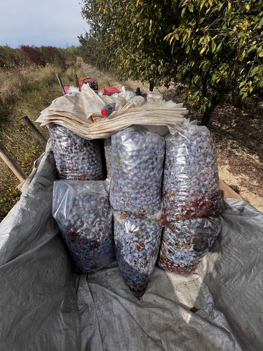 Vand prune pentru țuica