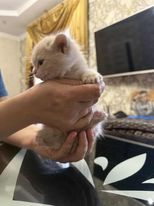 Котята крысоловы
