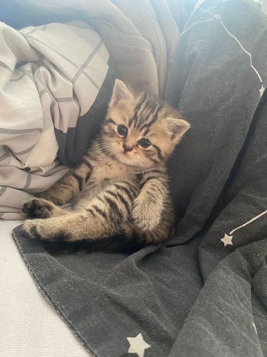 Британский котенок