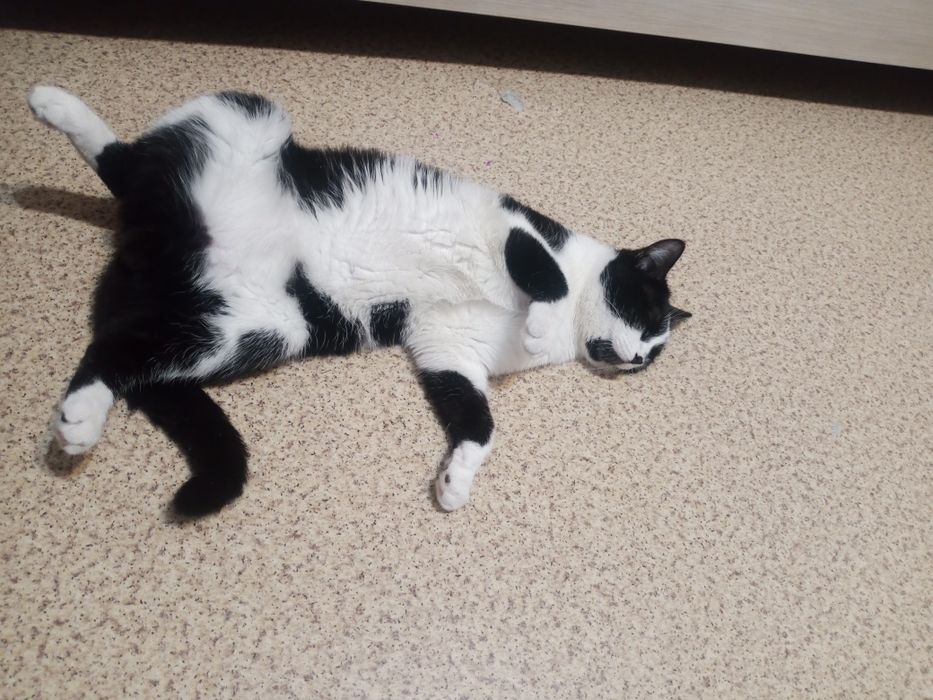 Пристраивается кот