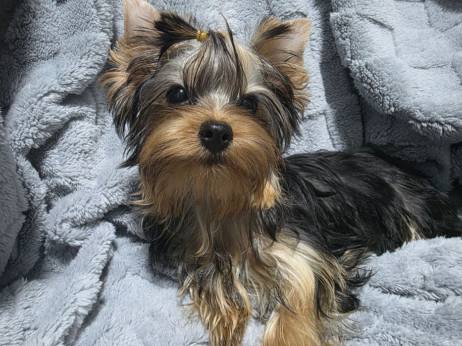 Продаётся щенок йоркширского терьера