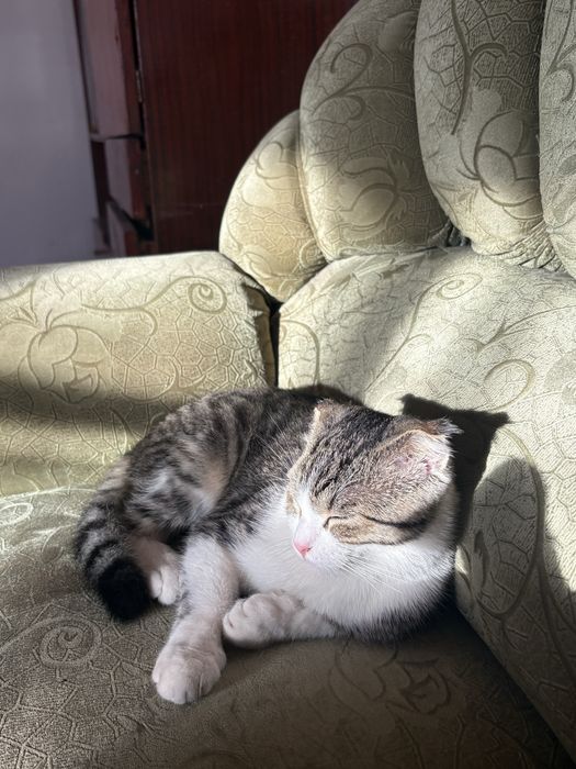 Продаётся сиамская кошка.