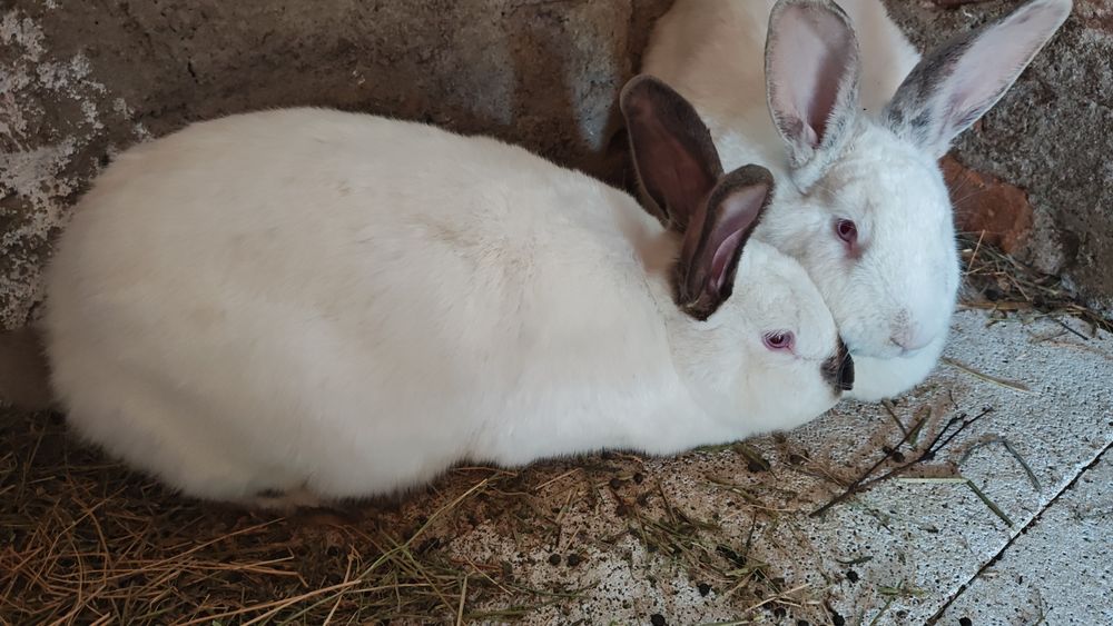 Iepuri- talie mare- Vârstă -între 2 și 5 luni ,de la 50 roni la 150 maturii de la-250 la 350 în funcție de greutate  crescuți  - bio- tel.0723211310.