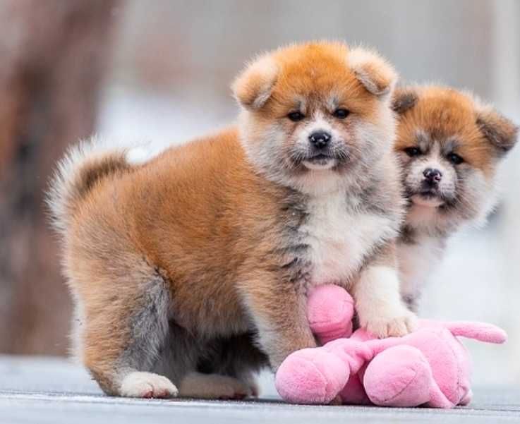 Собака, Акита ину