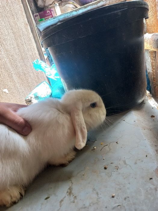 Karlik baran almaz gilaz toza qon 5 oyli samka ayol