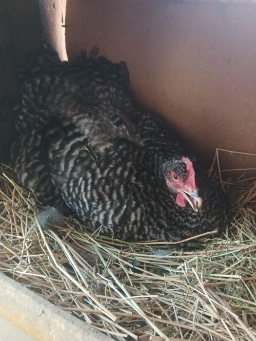 Продам кур возраст 1 год