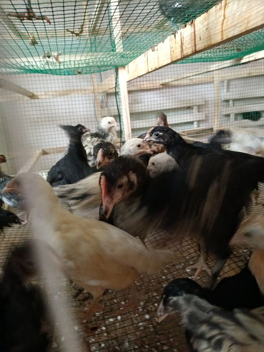 Жужалар сотилади