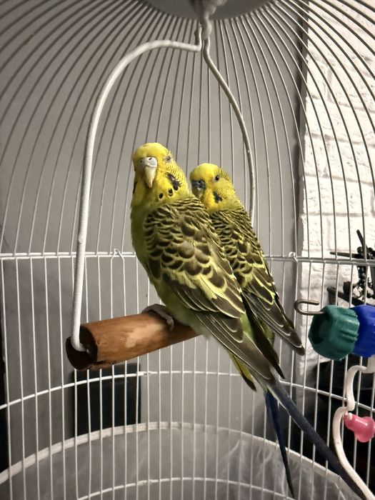 Волнистые попугайчики самец и самка