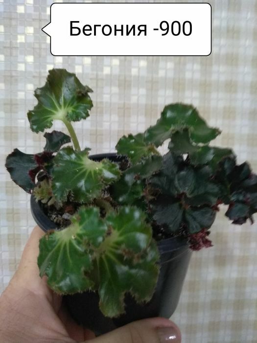 Продам Комнатные цветы