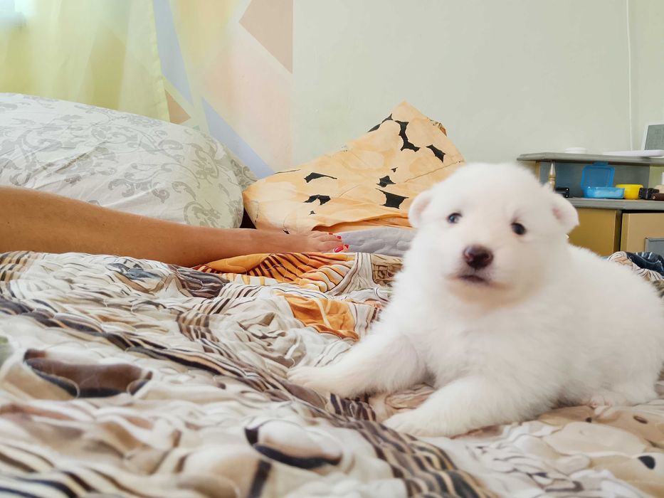 Продавам чистокръвни кученца Немски бял шпиц