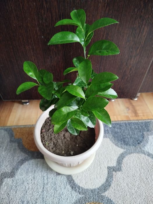 Продам мандариновое дерево
