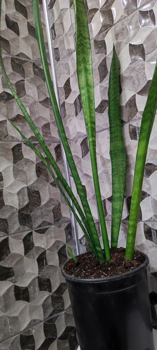 Сансевиера-Snake plant