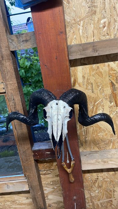 Vand decoratiune interioara din cap de berbec LUCRATA MANUAL