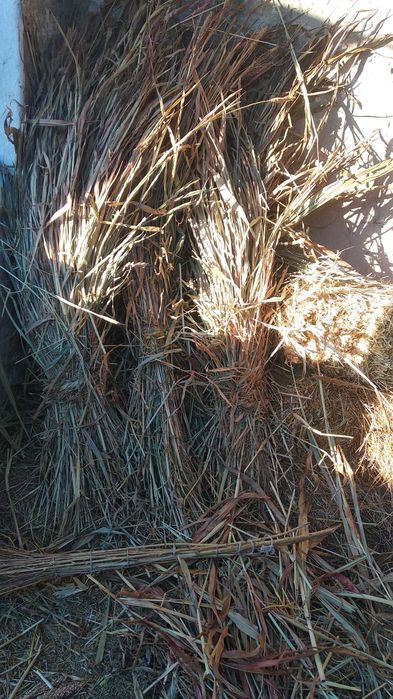 Bol jugan sotiladi 4000 somdan