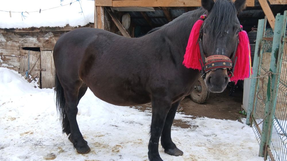 De vânzare iapa gestanta