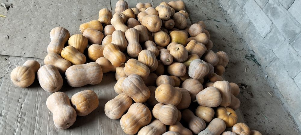 Асқабақ сатылады Ф1 сорт