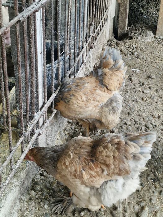 Oua de vanzare pentru  consum si incubat