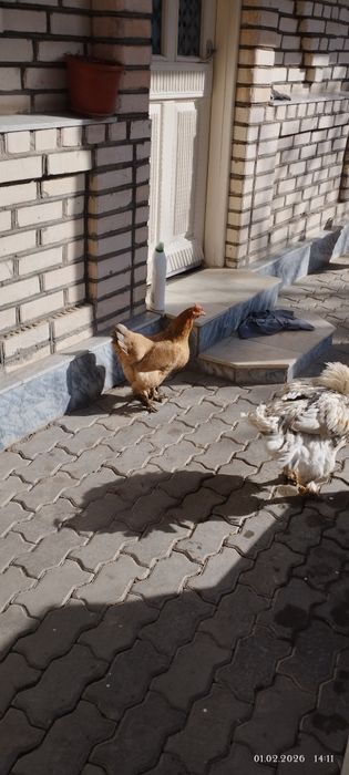 Xo'roz, tovuqlar sotiladi