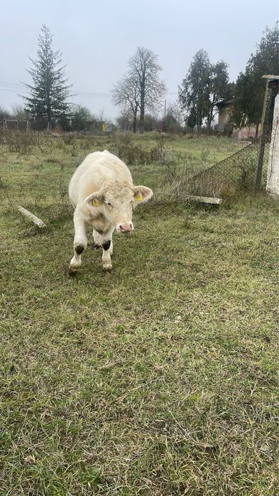 Taur Monta cu Pedigree Charolais Homozigot genetic fara coarne