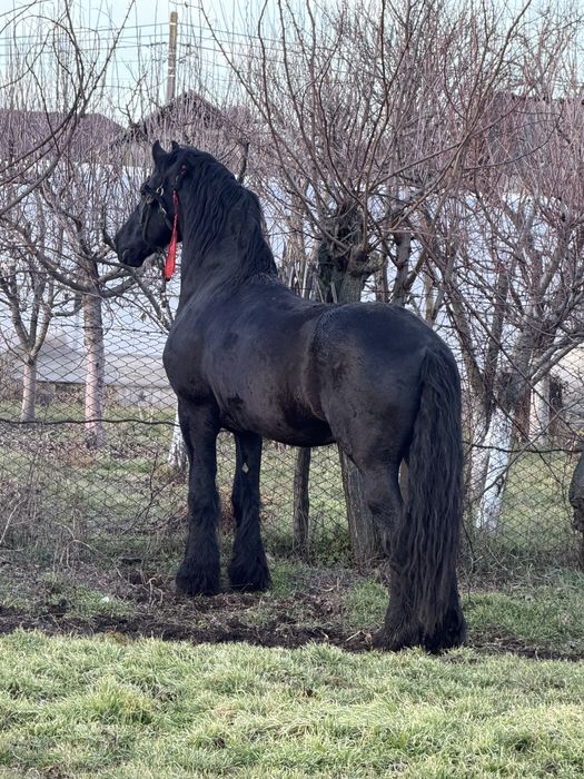 Vand / schimb armasar frizian cu acte fara probleme