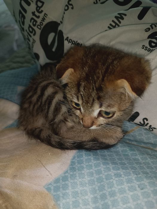 Отдам котят маленьких в добрые руки