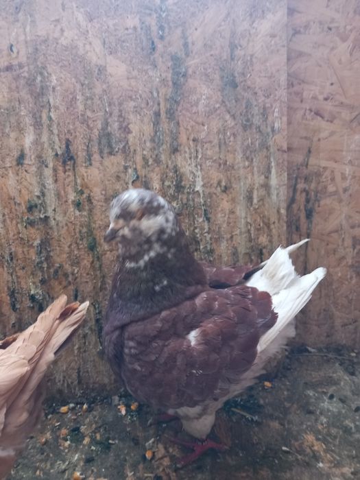 Porumbei kingi linia noua