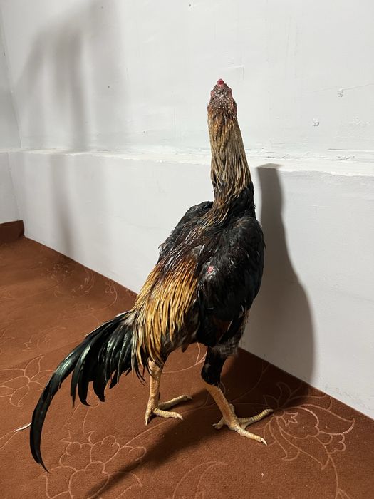 Kulangi dakang juja zoti toza narxi 900ming