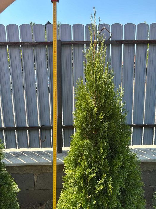 Vând tuia cu înălțimea între 120–150 cm