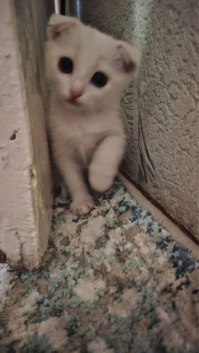 Белая кошка 3 месяца