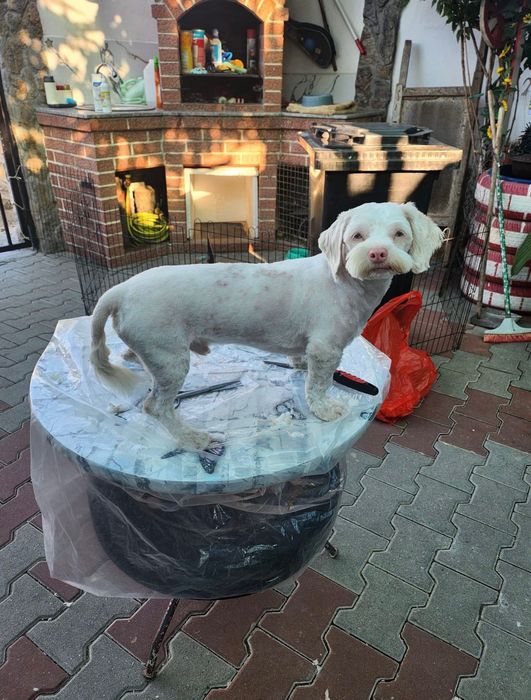 Tund câini și pisici