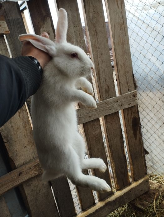 Продам кролика девочка на племя