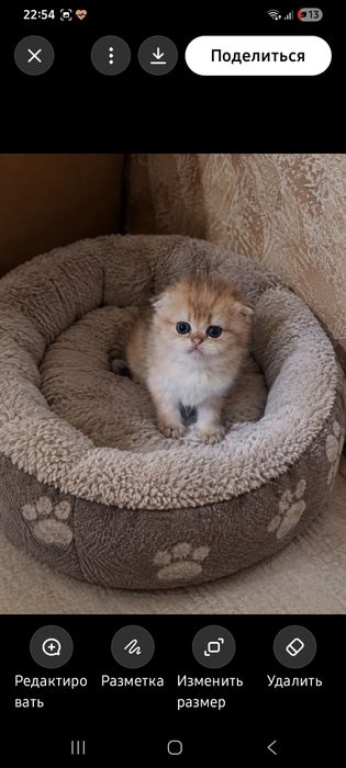Золотая шиншилла