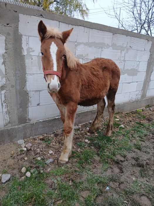 Mînji de vânzare de 5 luni