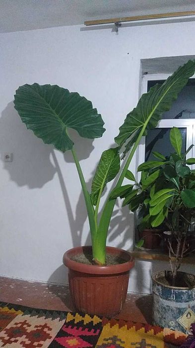 Гул сотаман катта баргли кала ва фикусник буйи 2 метрдан зиед