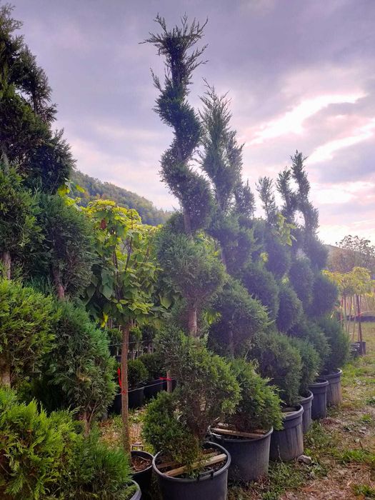 plante ornamentale