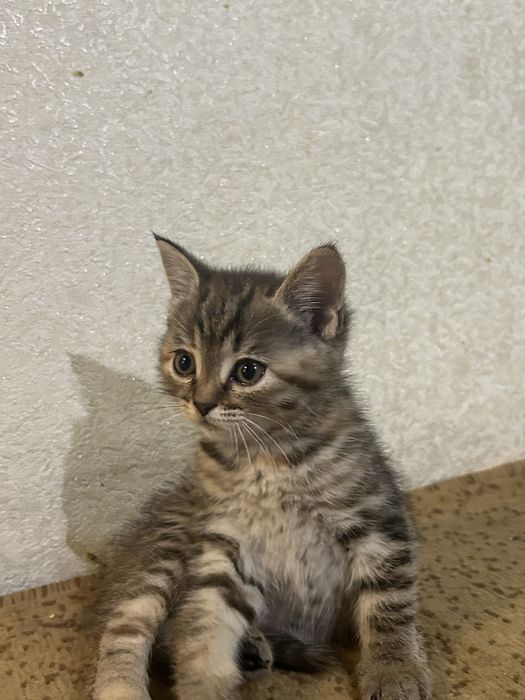 Две маленькие кошечки ищут дом