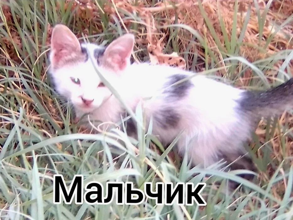 Котята даром в добрые руки