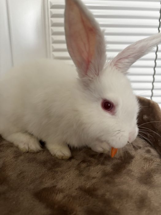 Кролик + клетка и полный комплект