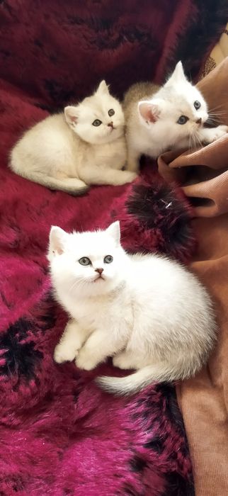 Шиншилла Серебро котята