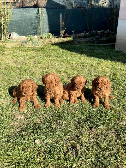 Пудел той/мини  Puddle toy/mini момчета и момиче със втора ваксина