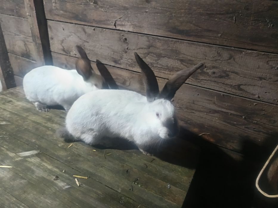 Femele urias german alb si urias de transilvania