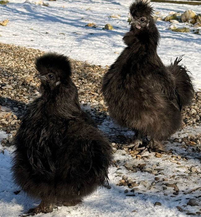 Schimb următoarele păsări cu găini tinere  de țară